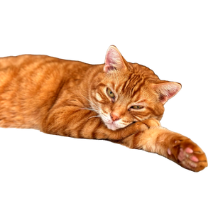 Close Up Of A Ginger Cat Peacefully Resting On A Floor, Showcasing A Relaxed Domestic Setting. 16319 - Cat PNG image with transparent background